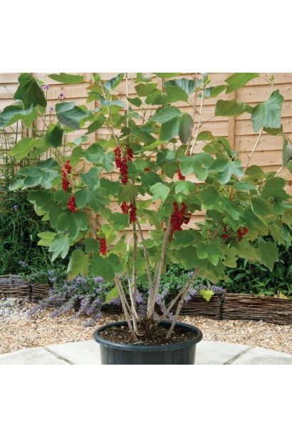 Кусты красной смородины в поле